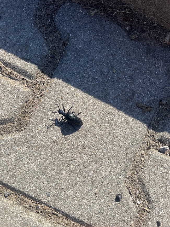 Zvířata na hranici Čech a Moravy