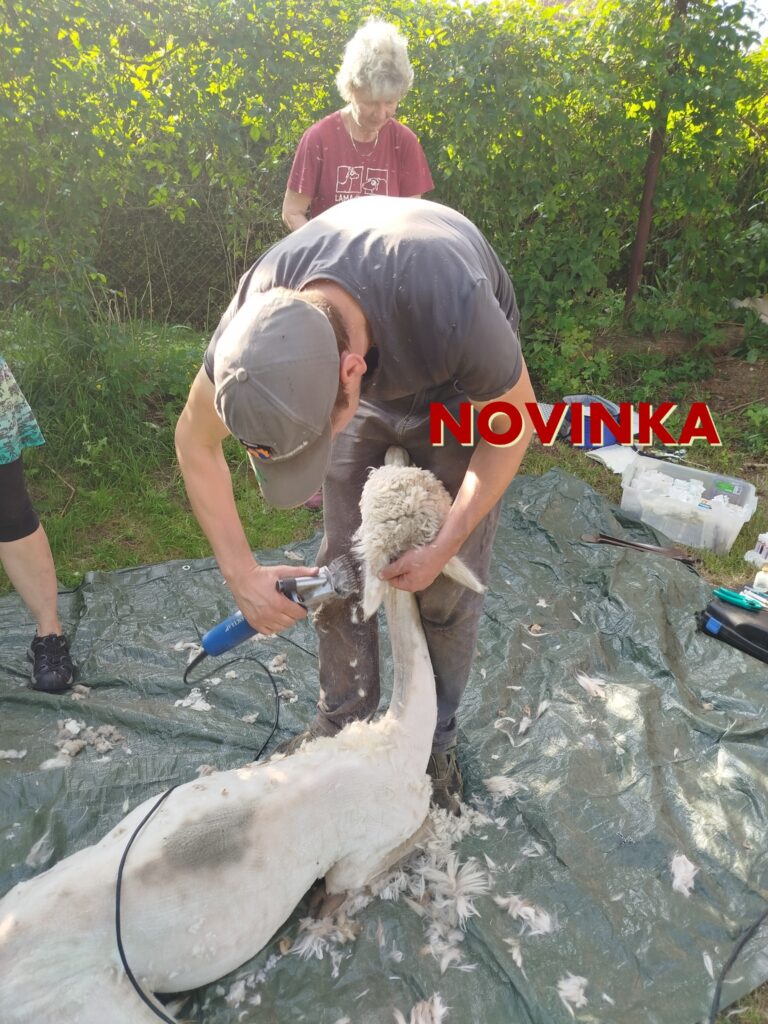 Cesta lamího chlupu