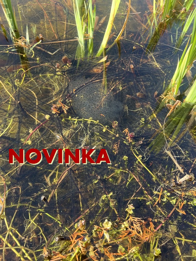 Žabí mise